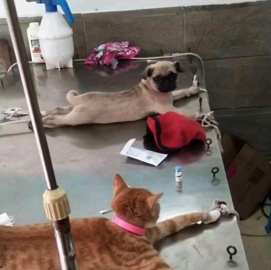 巴哥赤犬爆料视频播放大全