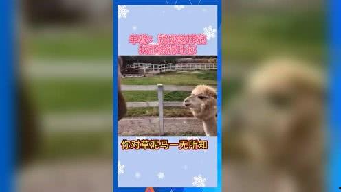 关于吃瓜娱乐的词,揭秘吃瓜娱乐背后的趣味与真相  第3张